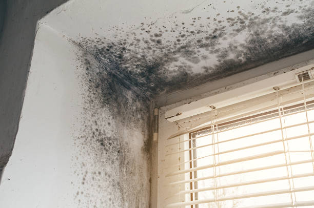 Affordable Mold Cleanup solutions in Columbus, NC